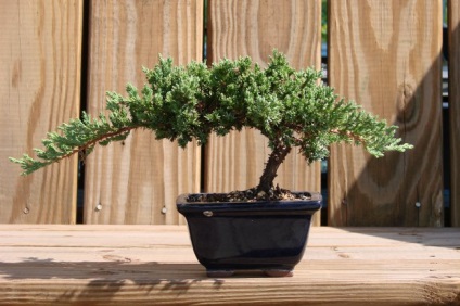 Cum să crească bonsai acasă - natura înconjurătoare, fapte cognitive despre animale