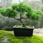 Cum să crească bonsai acasă - natura înconjurătoare, fapte cognitive despre animale