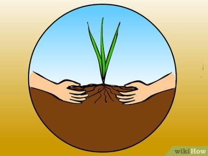 Cum să crească o iarbă de pampas