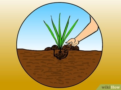 Cum să crească o iarbă de pampas