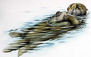 Calan, kalan (enhydra lutris) descrierea arealului castorului de mare, vidului,