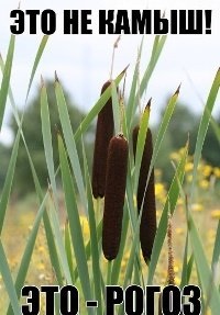 Padurea de pădure, rețete de medicină populară