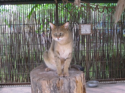 Pisica reed, grădina zoologică Barnaul 