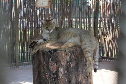 Pisica reed, grădina zoologică Barnaul 