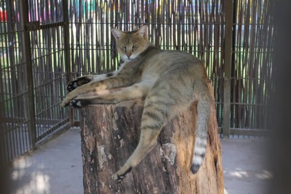 Pisica reed, grădina zoologică Barnaul 