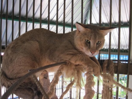 Pisica reed, grădina zoologică Barnaul 