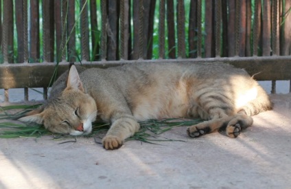 Pisica reed, grădina zoologică Barnaul 