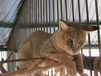 Pisica reed, grădina zoologică Barnaul 