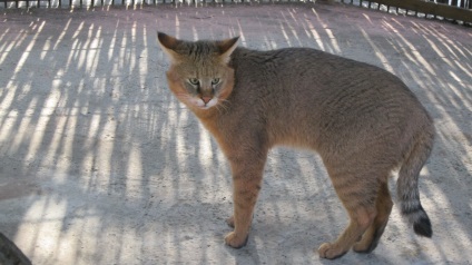 Pisica reed, grădina zoologică Barnaul 