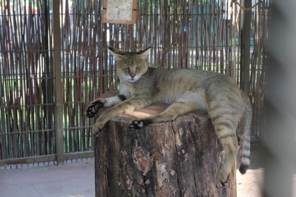 Pisica reed, grădina zoologică Barnaul 