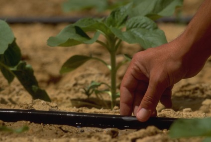 Крапельна стрічка т-тарі від компанії rivulis_irrigation