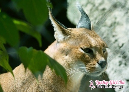 Caracal acasă