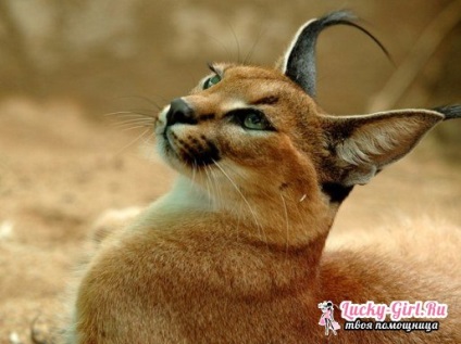 Caracal acasă