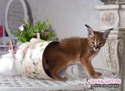 Caracal acasă