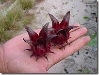 Karkade sau hibiscus sabdarifa (hibiscus sabdariffa), lauri