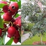 Karkade sau hibiscus sabdarifa (hibiscus sabdariffa), lauri