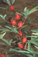 Karkade sau hibiscus sabdarifa (hibiscus sabdariffa), lauri