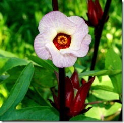 Karkade sau hibiscus sabdarifa (hibiscus sabdariffa), lauri