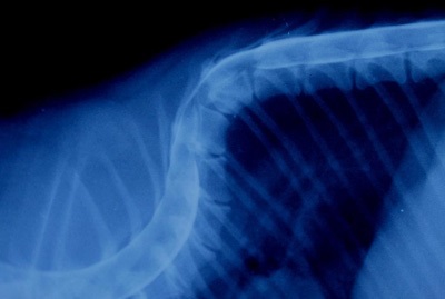 Cifoza coloanei vertebrale toracice la câini de rasă pitică și mică