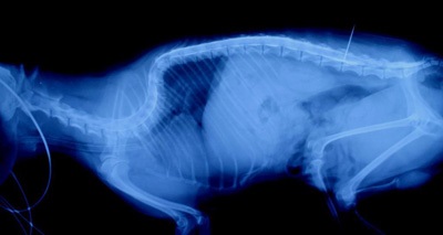 Kyphosis a háti gerincoszlop kutyák törpe és kis fajtáknak