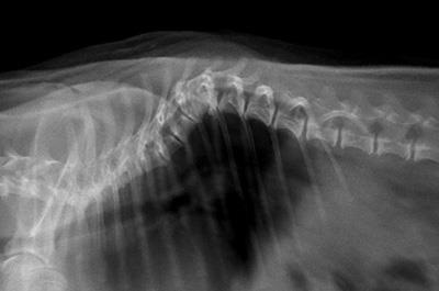 Cifoza coloanei vertebrale toracice la câini de pitici și rase mici