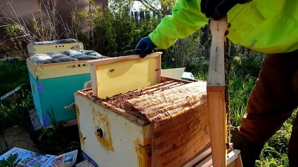 Când și cum să extindeți cuibul albinelor