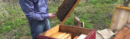 Când și cum să extindeți cuibul albinelor