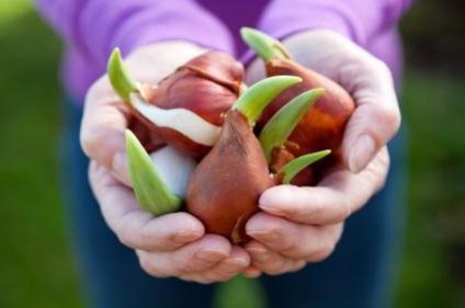 Amikor a növény tulipán nyílt terepen tavasszal