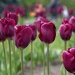 Amikor a növény tulipán nyílt terepen tavasszal