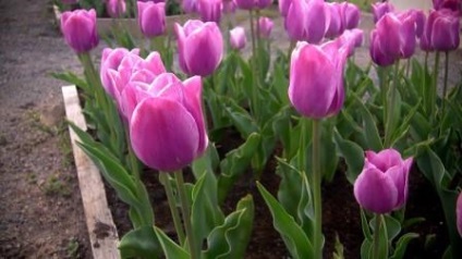 Amikor a növény tulipán nyílt terepen tavasszal