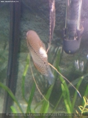 Kolumnarioz - akvarista fórum (kolumnarioz) Kolumnarioz - akvarista fórum