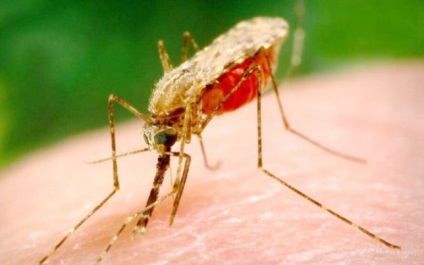A szúnyogok Thaiföldön, ha van, hogy a harapások veszélyes eszközök