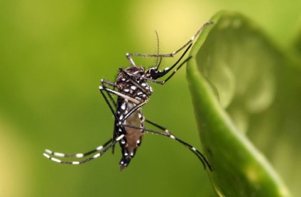 A szúnyogok Thaiföldön, ha van, hogy a harapások veszélyes eszközök