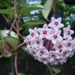 Beltéri azálea gondozás otthon Rhododendron