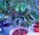 Plantele de interior prune camellia