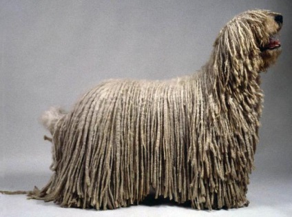 Komondor, rase de câini, animale și rase