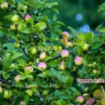 Compote de mere - cabana vieneză