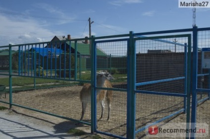 Contactul zoo slide, regiunea Moscova, districtul Kolomna, 