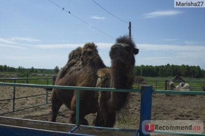 Contactul zoo slide, regiunea Moscova, districtul Kolomna, 