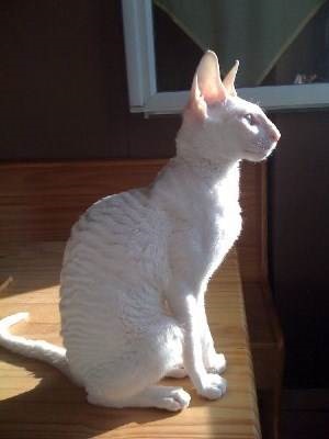 Pisici Cornish rex în casa ta - viața mea