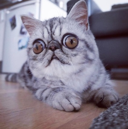 O pisică cu ochi foarte mari te va înveseli, vmzh