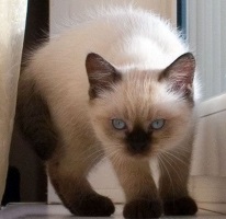 Pisici colorate, pisici albe cu ochi albaștri, gena de culoare, forță punctuală, punct albastru, liliac