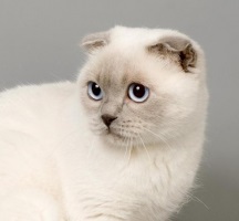 Pisici colorate, pisici albe cu ochi albaștri, gena de culoare, forță punctuală, punct albastru, liliac