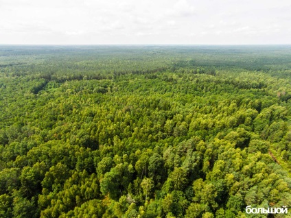 Kraіna „Nalibokskaya Forest