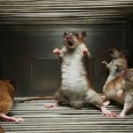 Otrava de șobolan de la șobolani și șoareci, tipuri de remedii și schema de lucru