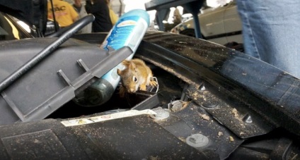 Șobolani din mașină de unde sunt luați sub capotă, spray de la rozătoare, cum să conducă, descriere, video