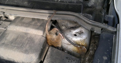 Șobolani din mașină de unde sunt luați sub capotă, spray de la rozătoare, cum să conducă, descriere, video