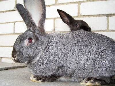 Rabbit un gigant gri, cu o fotografie
