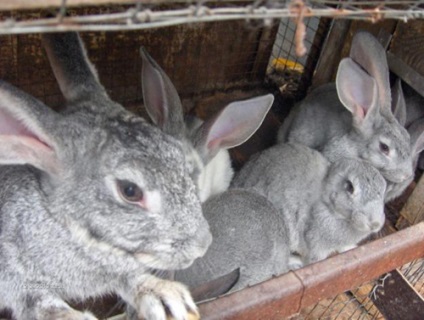 Rabbit un gigant gri, cu o fotografie