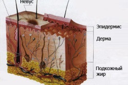 Кръвта на мол